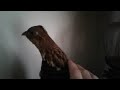 Petting a vicious hawk