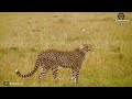 The Moment A Zebra Risks Its Life To Attack A Leopard To Protect Its Offspring | Fighting Animals