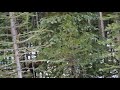 Bull Moose with Shedding Velvet Antlers, eating and walking