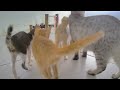 Funniest Cats 🐱😸 Funny Animal Moments 😸