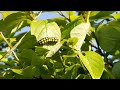 아침 제주 숲속 무편집 새소리 힐링영상/ Morning Jeju Forest Unedited Bird Sound Healing Video.