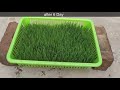 How to Grow Wheatgrass at Home? (Without Soil)