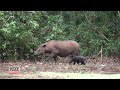 Birth of Sumatran Rhino Calf Celebrated at Sanctuary in Indonesia