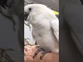 Lonely Cockatoo