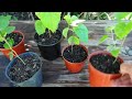 🟣 How to Sow MULBERRY from Seeds ➤ To cultivate them in Pots or in Soil