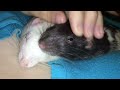 Rats are ADORABLE - Cute Rat Compilation!