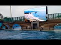 SeaWorld | Orlando FL| Orca Encounter: Killer Whale 🐳 Presentation