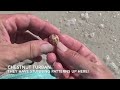 TINY SHELL HEAVEN @ Honeymoon Island! Part 2 of 2