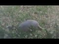 Armadillo in my yard