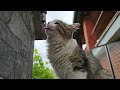 Kittens Drinking Water From The Tap For The First Time