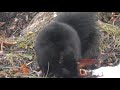 Black Squirrel at Niagara Falls State Park 💖 scharzes Eichhörnchen