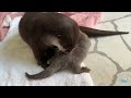 Crawling Baby Otter