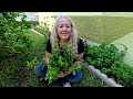 Spearmint -Plant & Medicinal properties | Southern Latitudes