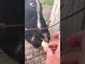 Raw Footage — Goats (and Horse) Love Bananas!🍌