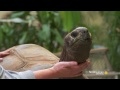 Do Tortoises Like Being Touched?