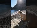 perro mirando y escuchando el mar 😍😍😍