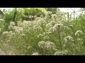 Companion planting in a small productive urban garden. Sustainable Gardening Australia