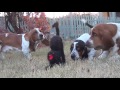 Basset Hounds VS The Scary Halloween Cat Very Funny!