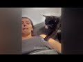 Guilty Dog and cat is so funny😬🐶Try Not to Laugh🐕2024