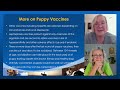 Understanding Adverse Events in Pet Vaccinations