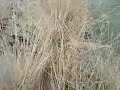 Gramoxon Campur Sunlight || Wild Grass Killed