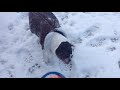 Snow Fetch