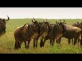 Amazing nature - Run to survive | Full Documentary