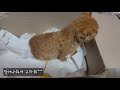 A baby cat trapped in a brick hole was rescued[Cat detective]