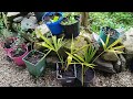 Trachycarpus Fortunei Palm Update 🌴🌴🌴