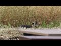 Island Fox Barking