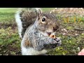 Squirrel: morning NUTZ - pounding walnuts like a champ! - Tacoma Washington 20240316