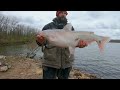 Catfishing with CUT Carp (Bank fishing)