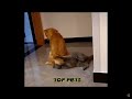 What dogs really think of cats!!