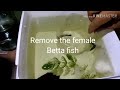 How to breed betta fish - Easy and Simple steps to breed betta successfully
