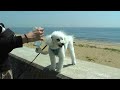 Filming my dog with an old video camera | camcorder vlog 2024