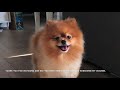 What dogs do while you’re not home? | Pomeranian home alone