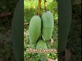 Grafting hack no. 7 mango plant Grafting