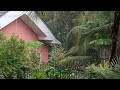 Moments In Nature 41 | The Home Jungle | Wild Jungle Relax | Nature Forest Travel USA TV