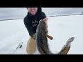 24 Hour Ice Camping for Big Eelpout! (Catch and Cook)