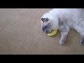 Sugar Rubbing A Catnip Banana On Her Face 😺 🍌
