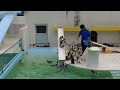 言うこと聞かないだけでなく飼育員さんを突き落とすペンギンたち【おたる水族館　ペンギンショー】