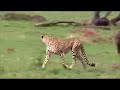 Baboon saves impala from Hungry Lion