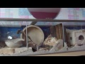 Gerbils Having Fun