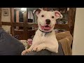 Sometimes I just don't understand my pet 🤣 Funny dogs and cats video