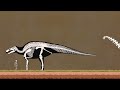 Animals Skeleton Size Comparison | Present and Prehistoric