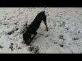 Doberman Mars's First Snow