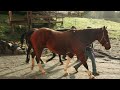 Barn Pros Cimarron | Building a 48' 3 Stall Horse Barn