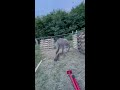 Waffles the Donkey Attempts to Help with Home Projects || ViralHog