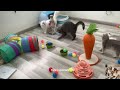 Funny ANIMALS videos😊Funniest CATS😹 and DOGS🐶 2024 #cutecatdog