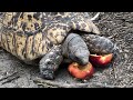 3 minutes of a Tortoise eating Nectarine 🐢